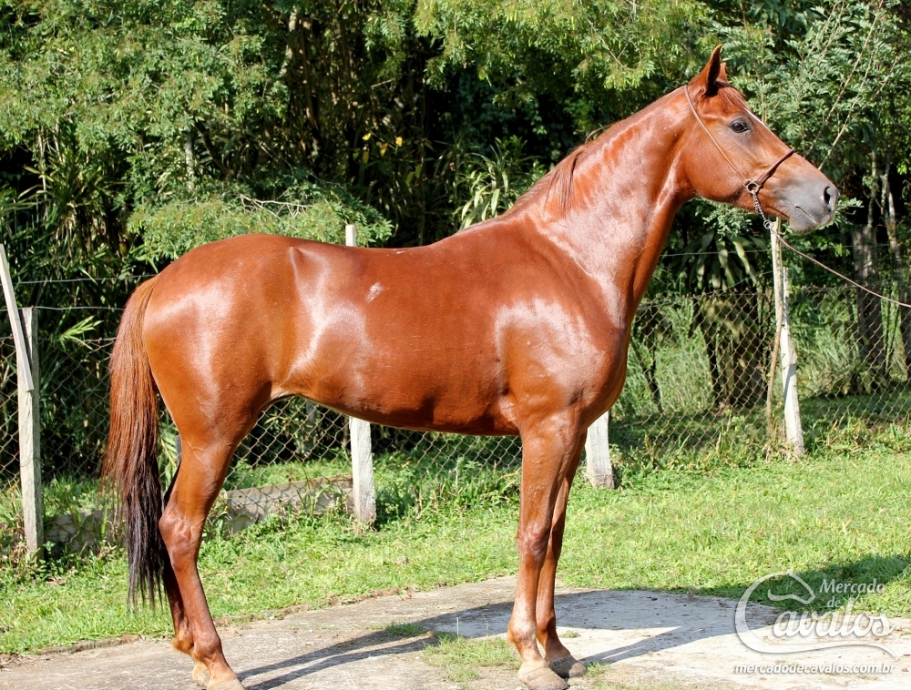TUBAINA DO RASF