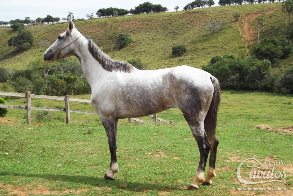 HEMACIA DO GRE