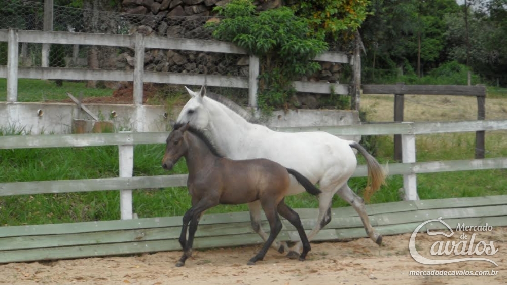 BABALU DO BOSQUE