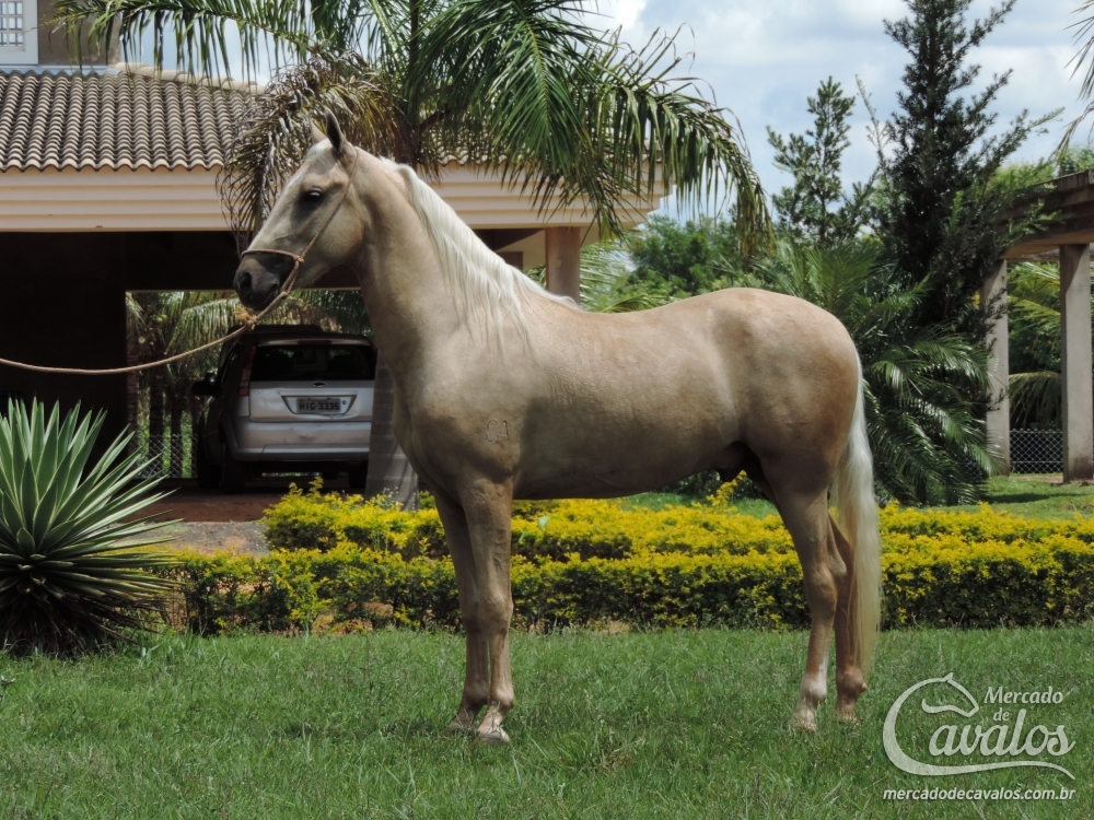 OURO DO CAVALO AZUL