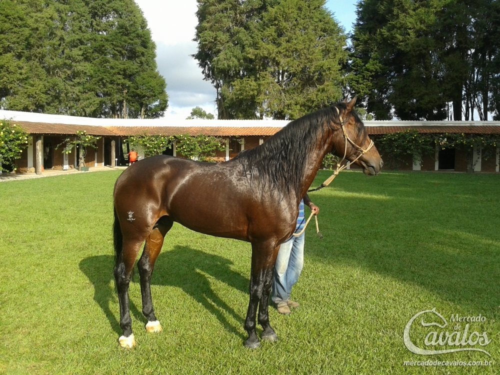AMADEUS DA CANTAREIRA