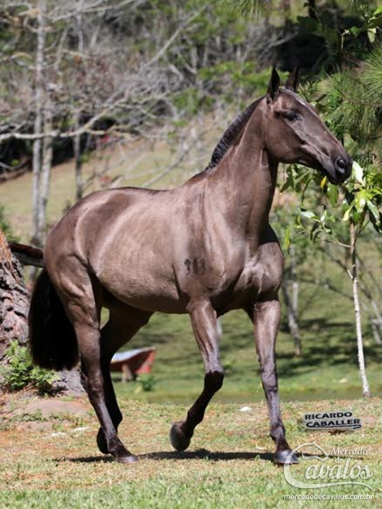 QUIRANA DO TOP