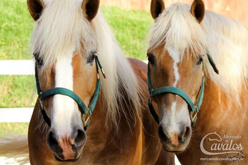 PARELHA DE FEMEAS HAFLINGER