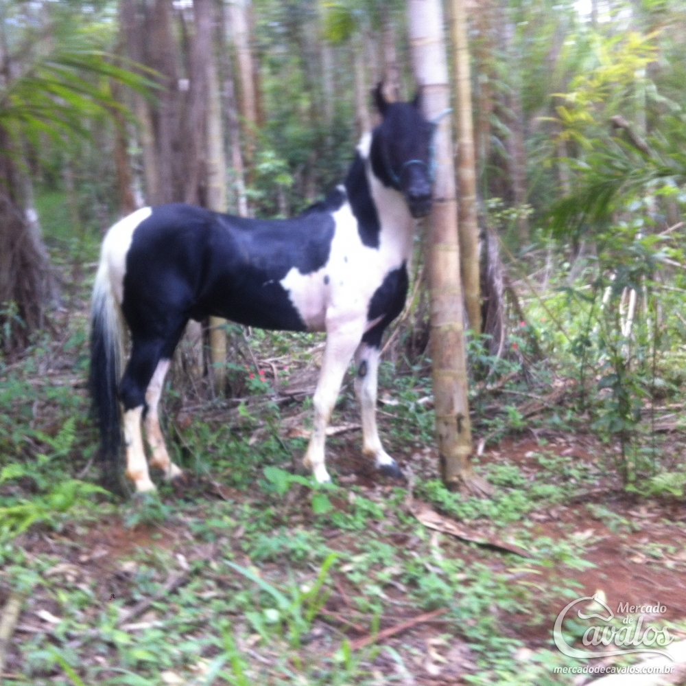 FENOMENO MSD