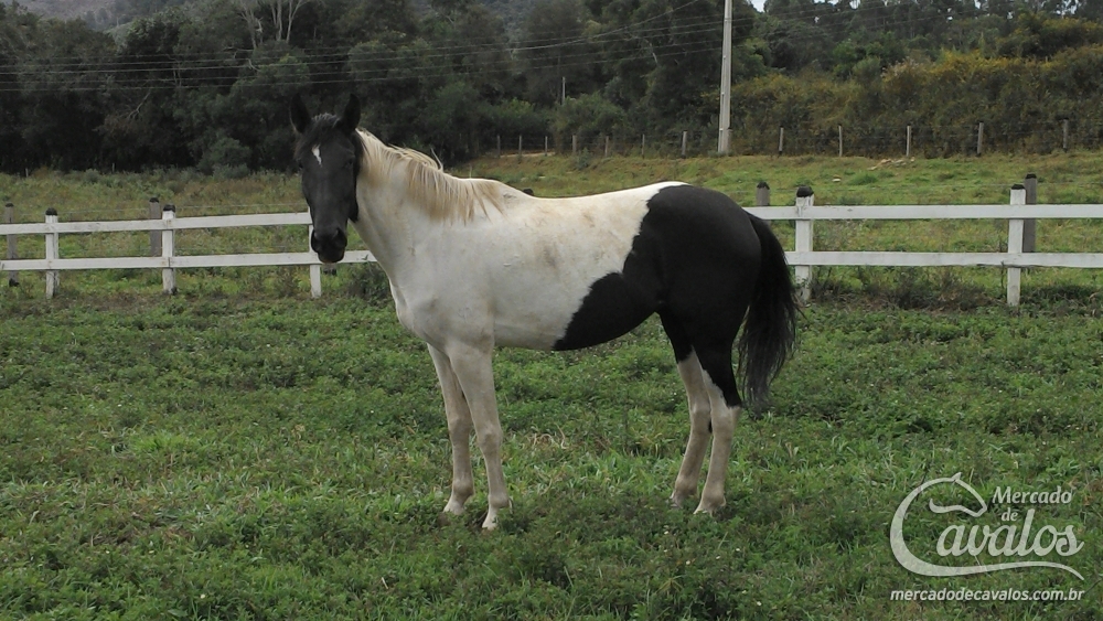 BALADA BOM JARDIM