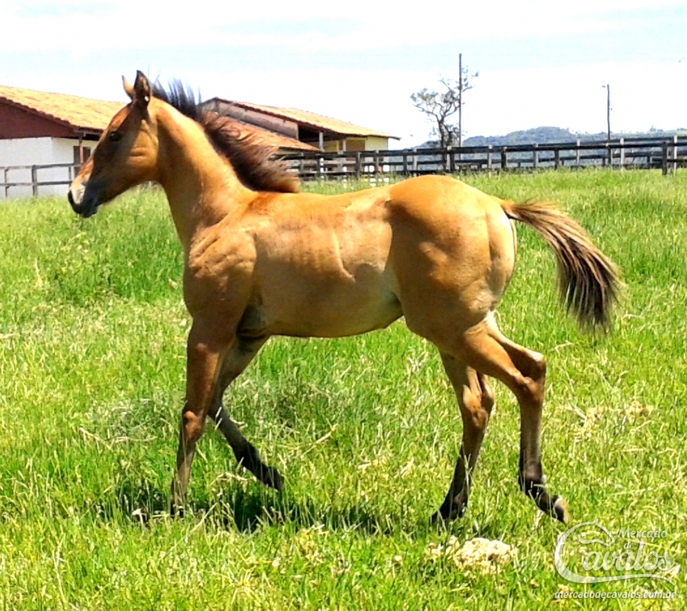 VENTURE ( ANDAMENTO ABQM )