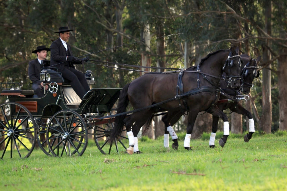 PARELHA LUSITANO INTERAGRO