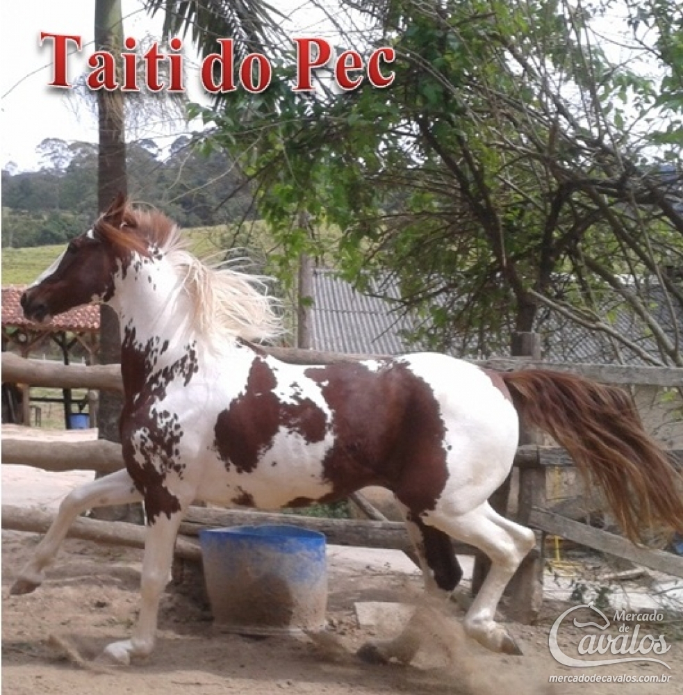 TAITY DO PEC