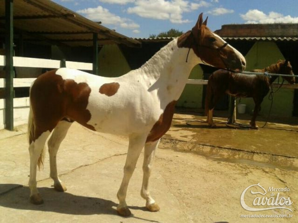 SETE OUROS DO J.A.I.H.C.