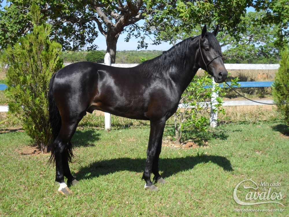 CORONEO DO KASONGO