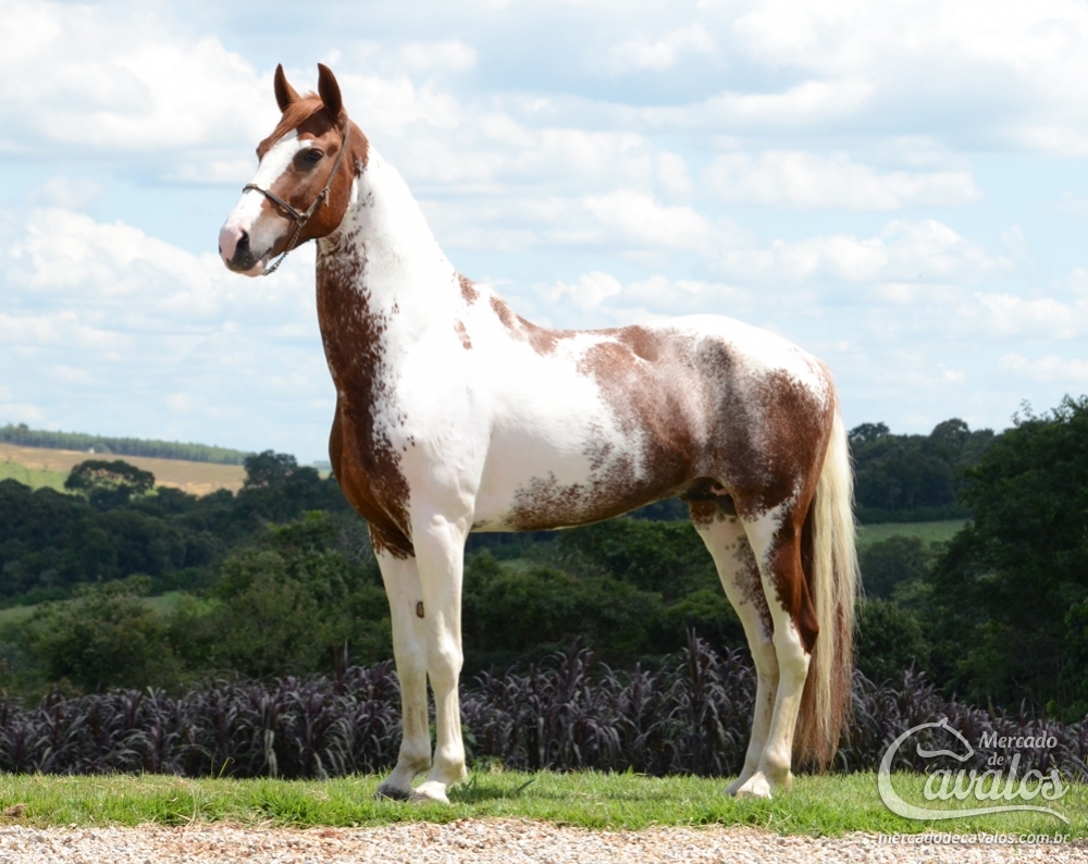 VANERÃO DO HARAS JL