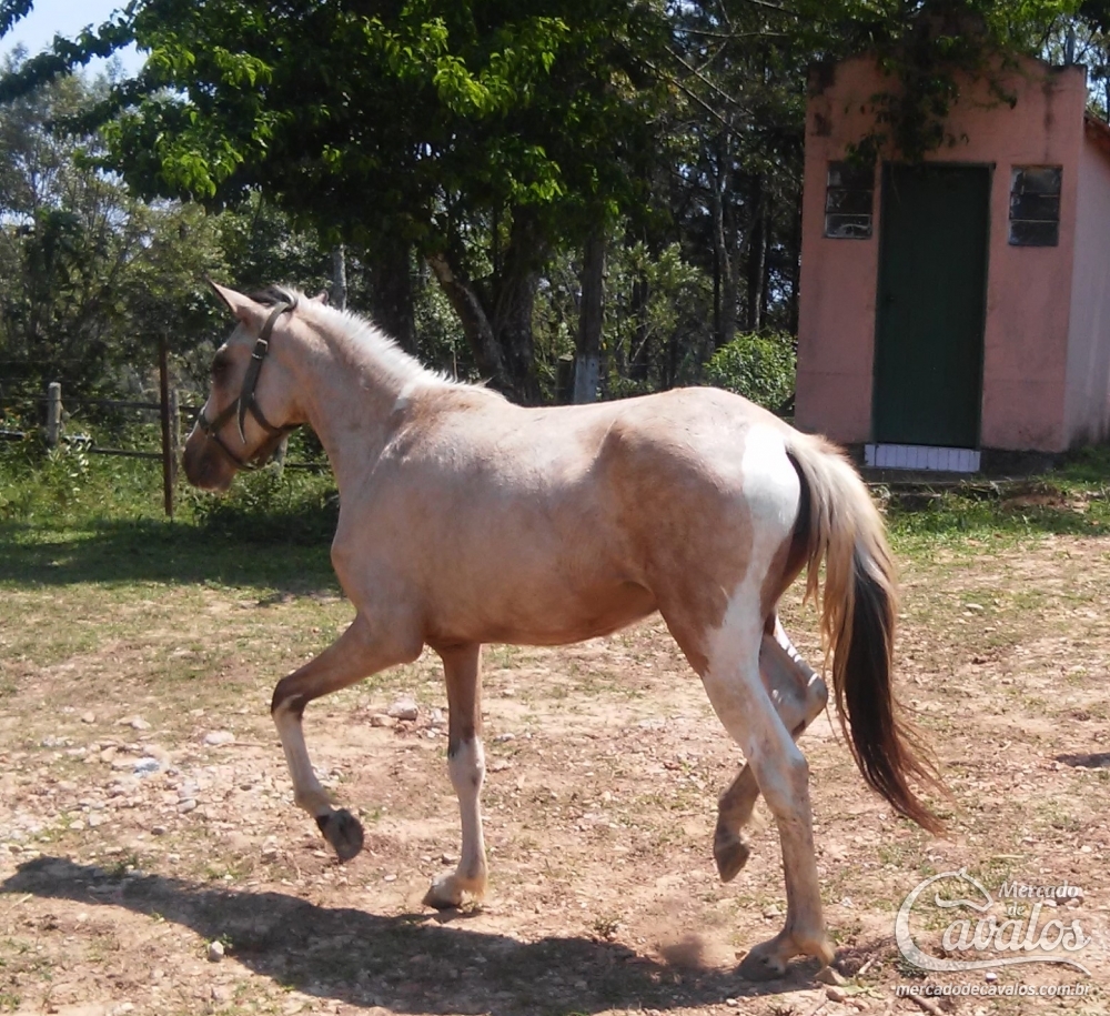 SANDY SETE QUEDAS