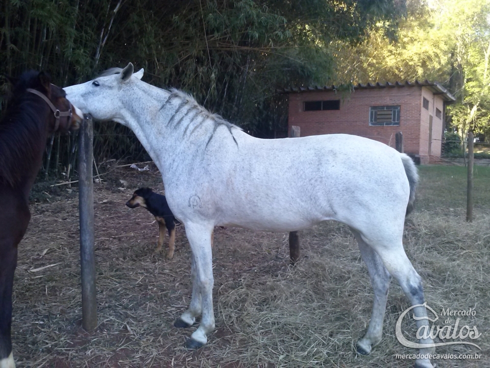 FLICKA