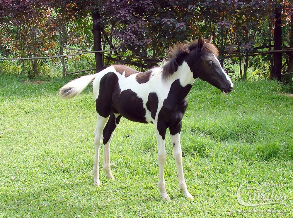 JYAN DO JAÓ X NOIVA DO HAB