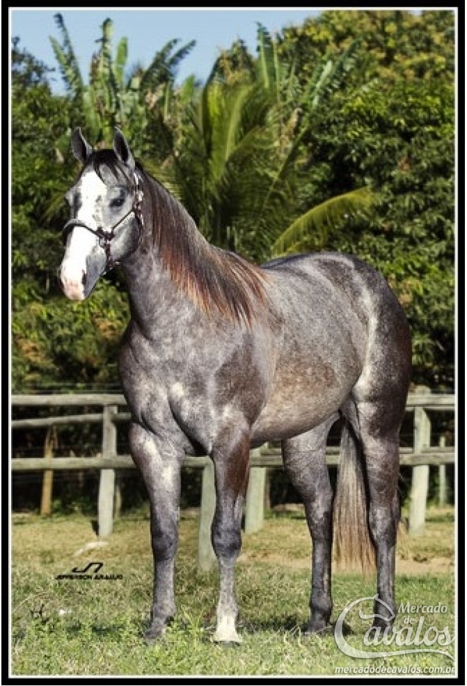 RABBIT LIDER FV