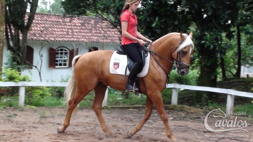 ZEUS DO BOSQUE