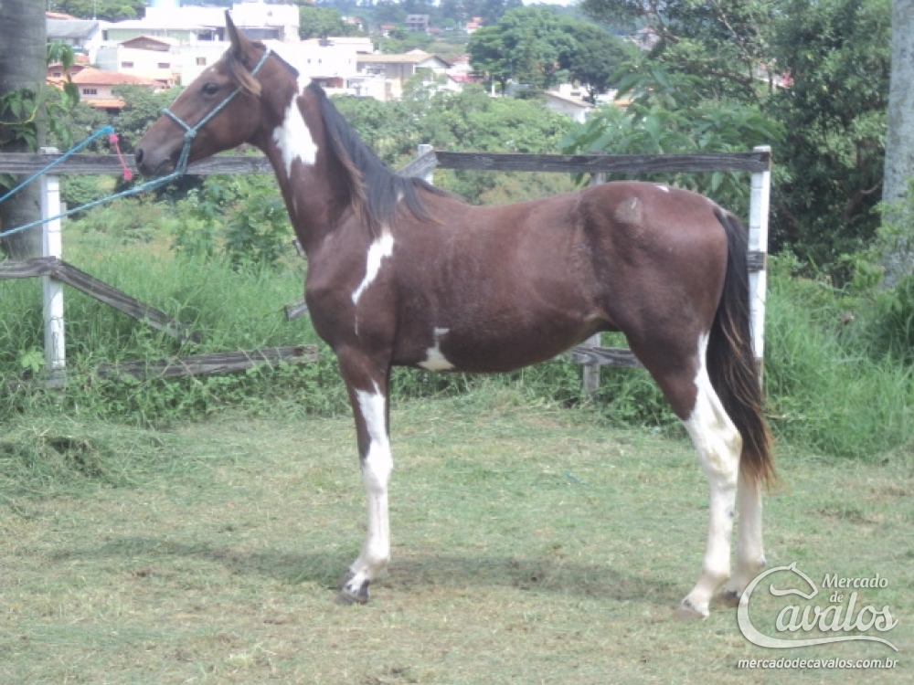PETULANTE R.M.