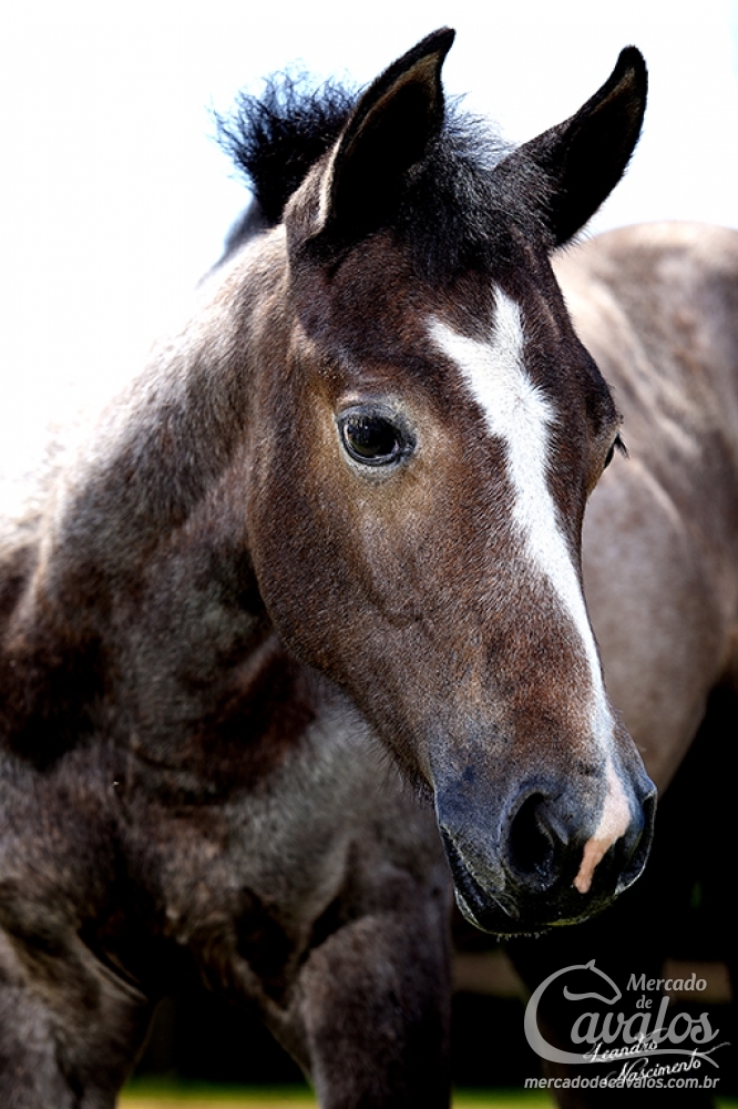 EL SHADY ZORRERO X ROYAL QUICK DASH