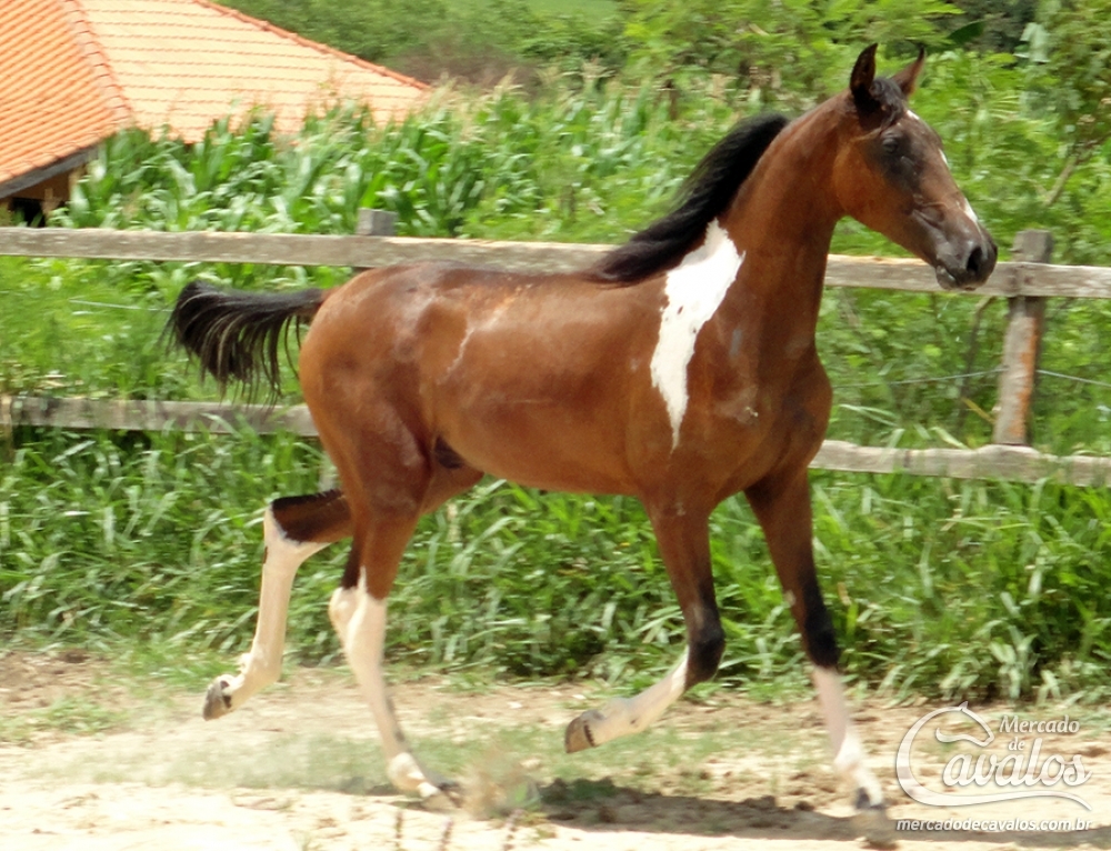 RAPÉ DO K EDSON