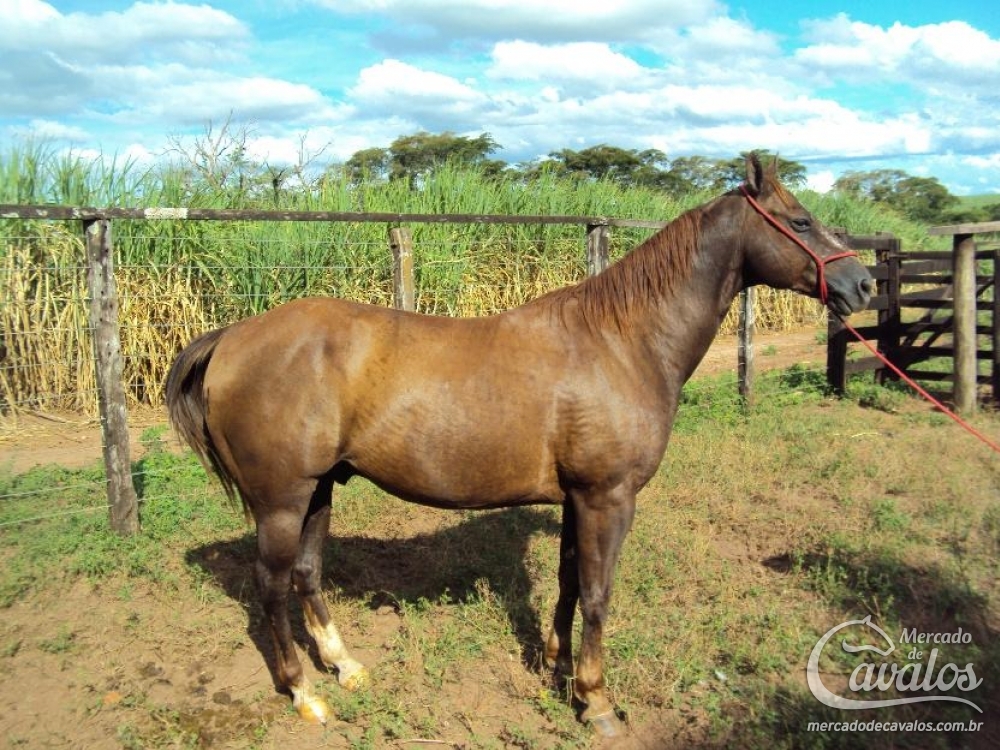 CACIQUE JH
