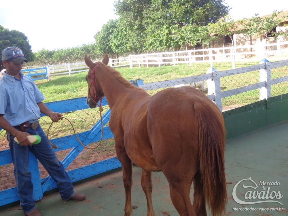 JAY`S OLENA DOC