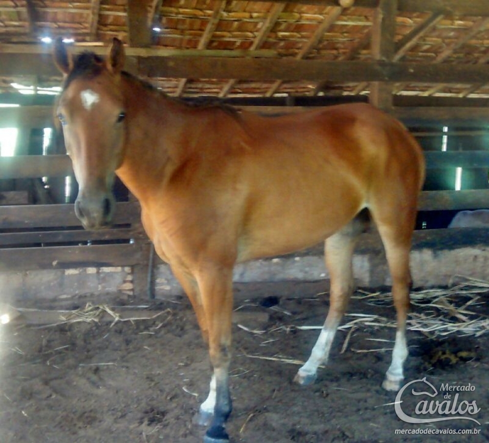 PECOS DANDY PG