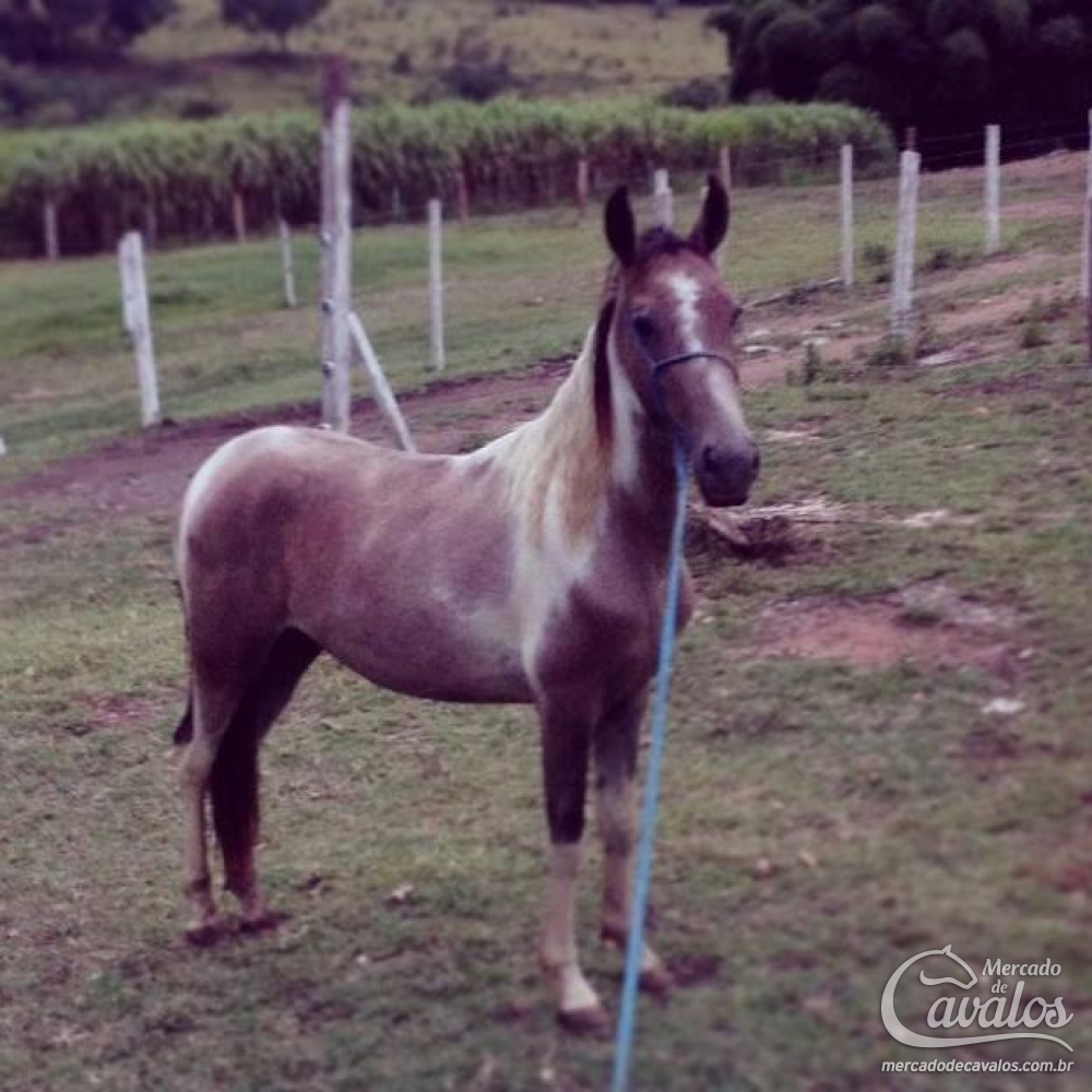 QUEBRA-GALHO EAO