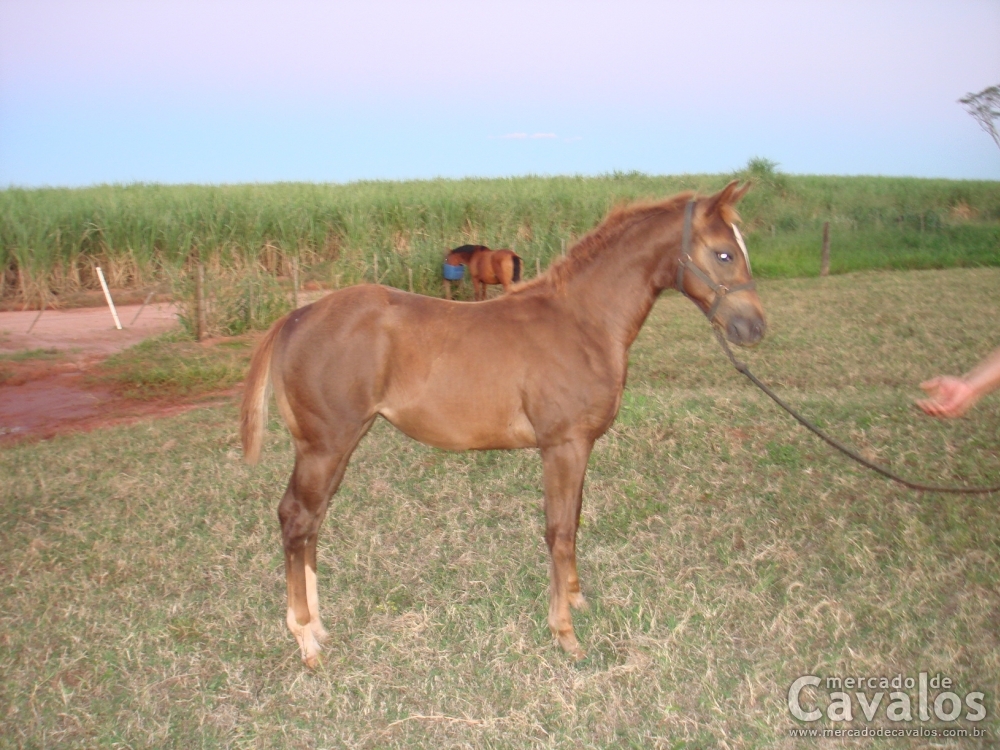 GOLD O'LENA PEP TMR  X  FAILAS LADINA
