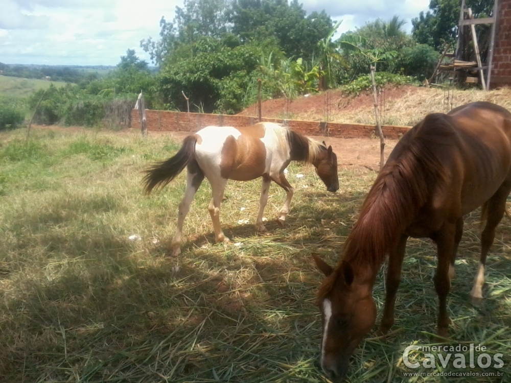 PAINT HORSE COM PAMPA