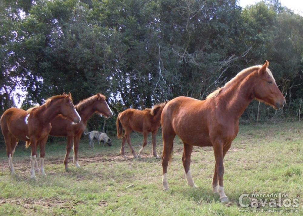 PLANTEL DE MANGALARGA