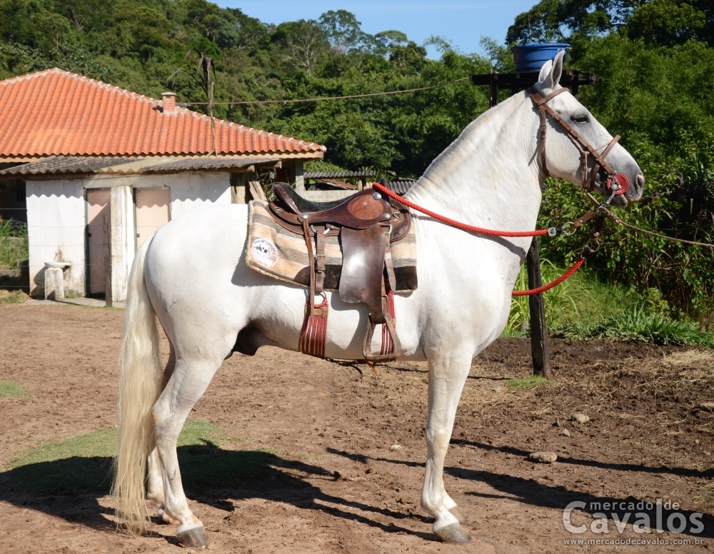 P.G.P. MODELO