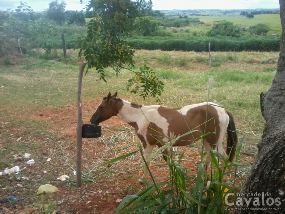 PAMPA COM PAINT HORSE GARANHÃO