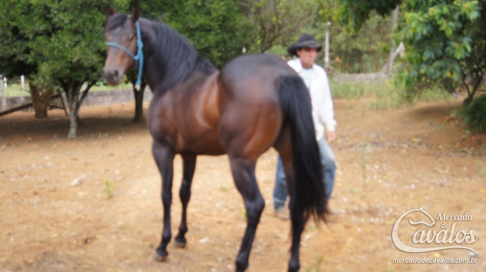 MARMITA PINE VH