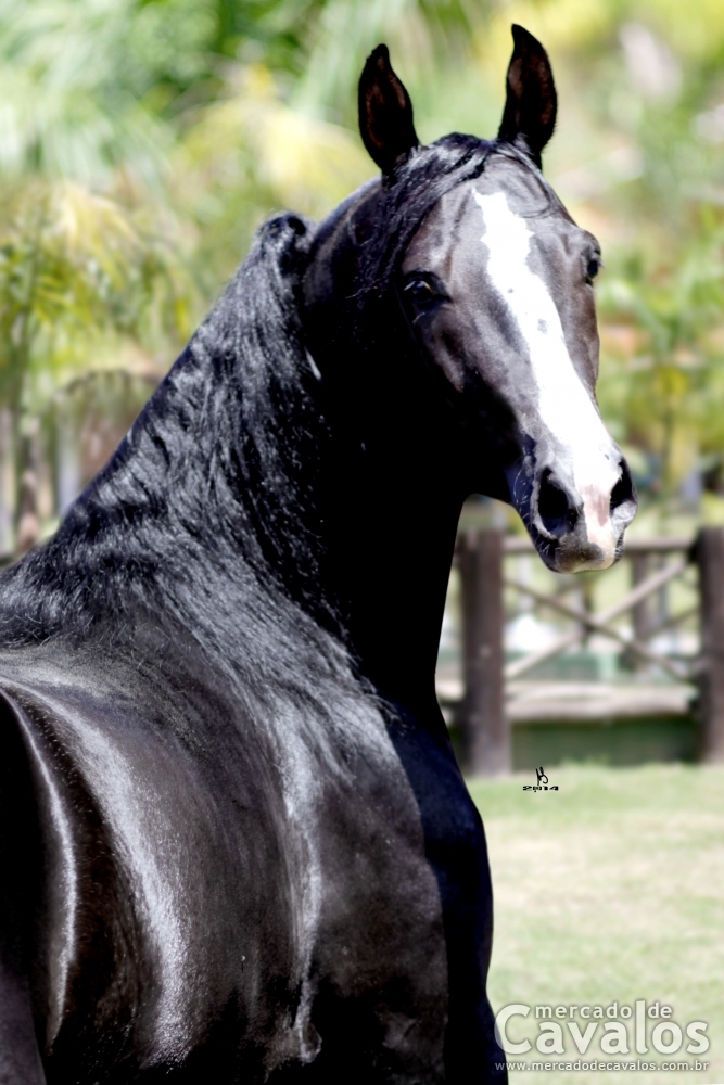 ALBATROZ DO PEC