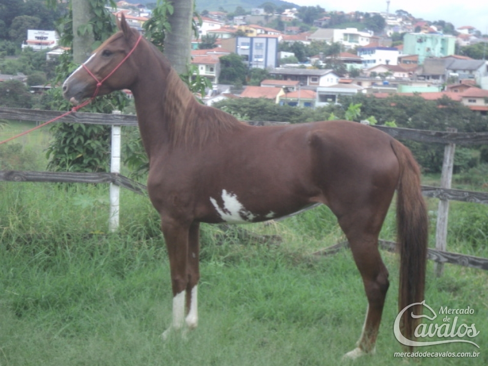 IMPERATRIZ NLB (TE)