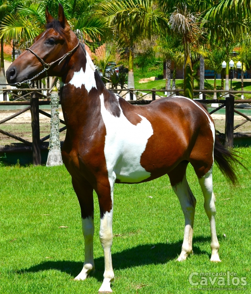 BRUTUS DO VALE SNW