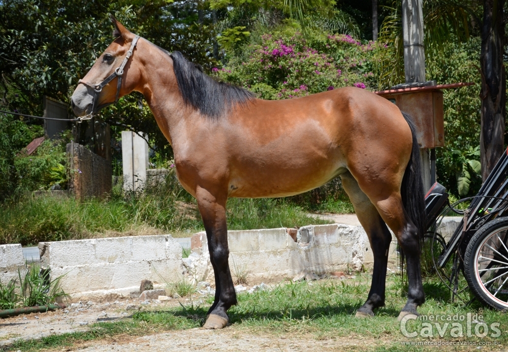 ANDORINHA DA SERRA