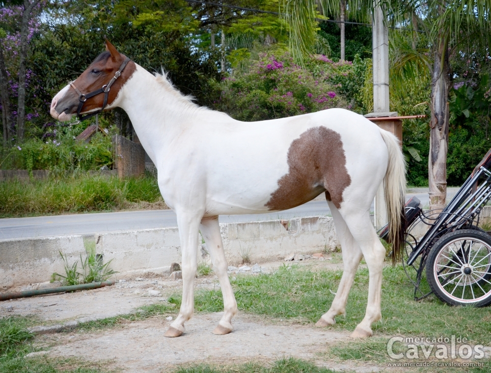 PRINCESA DA SERRA