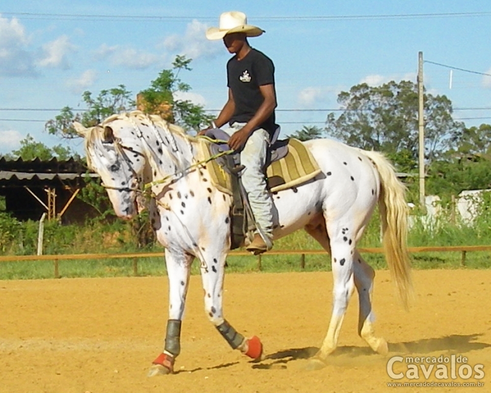 COMANCHE
