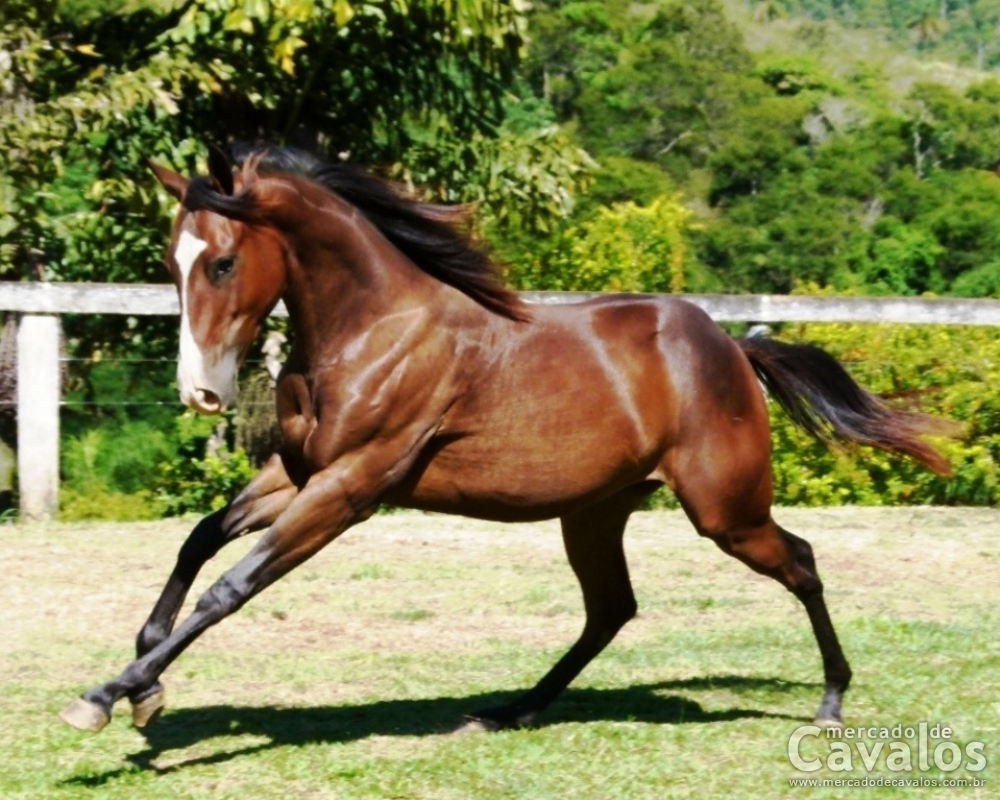 LASS SHADY MOON MR38