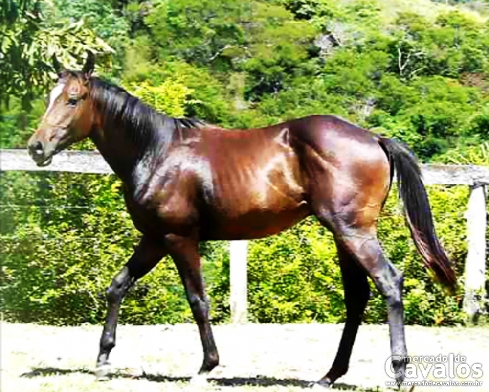 LEE GHOSTFLY MR38