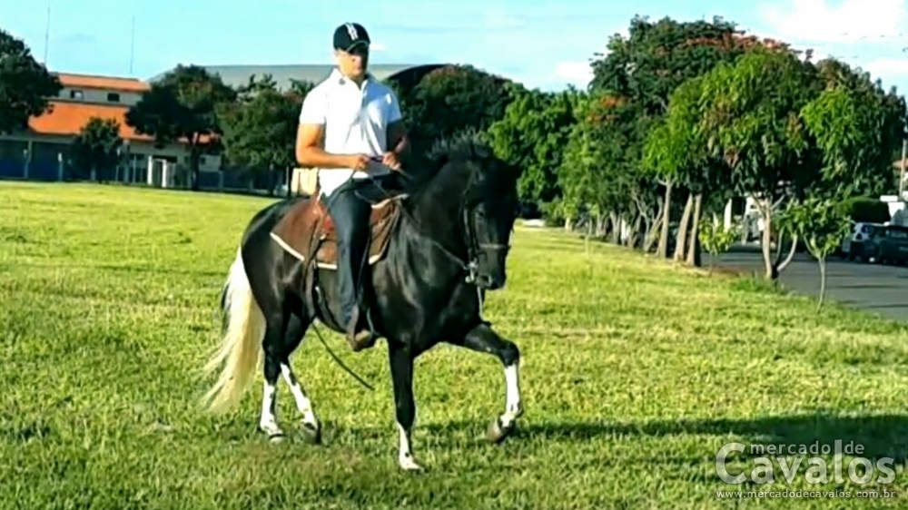 LAGEADO R.M