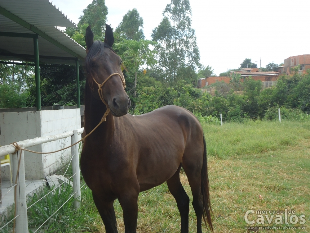 MAROTO
