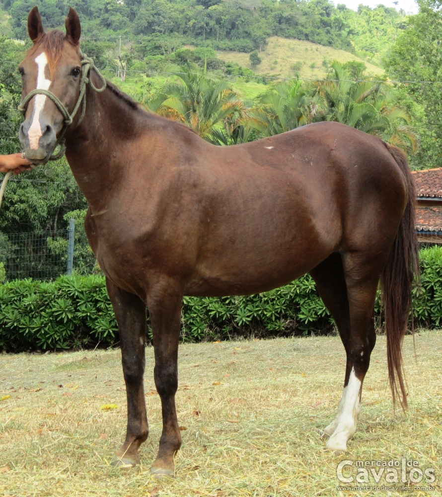 BARBARELA DOC