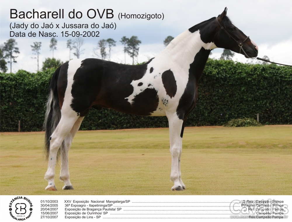 BACHARELL DO OVB (HOMOZIGOTO)