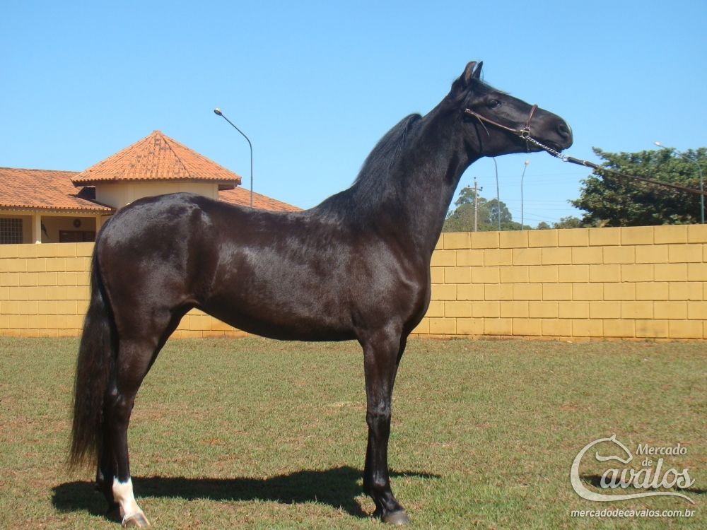 JUÍZA DO BUDIPÁ