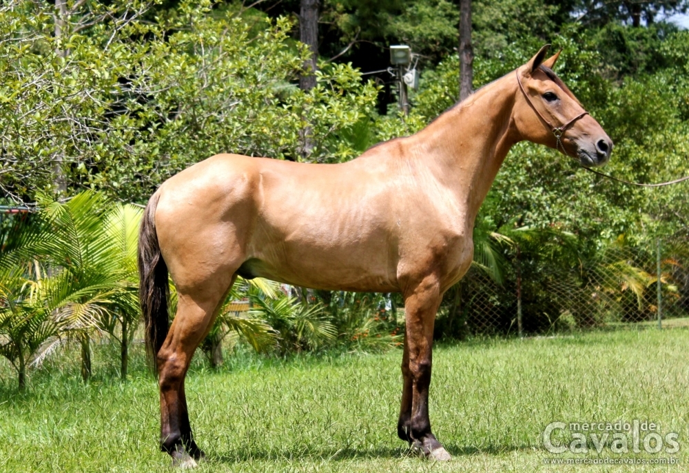 GASTÃO DO RASF