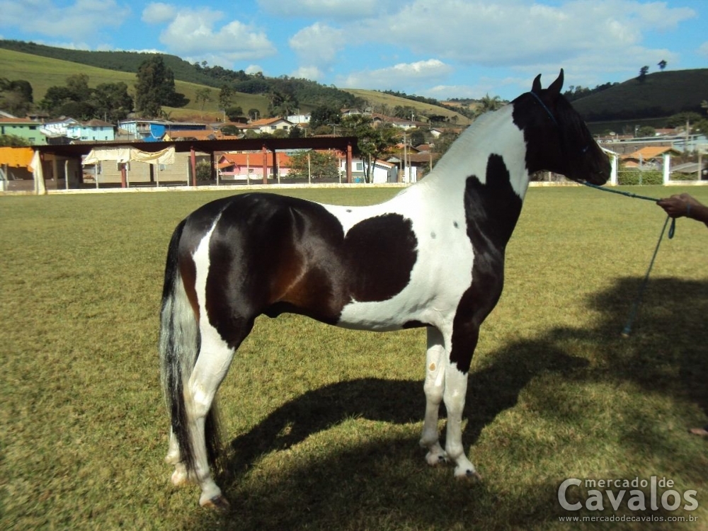 BALUARTE DO REI