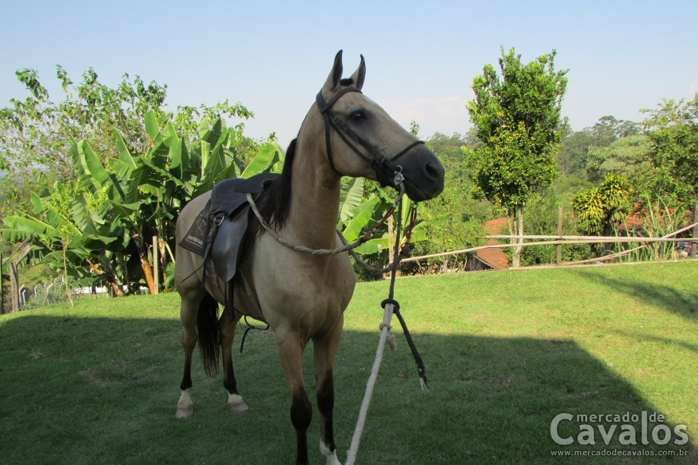 COLORADO DA TOCA DO SAPO