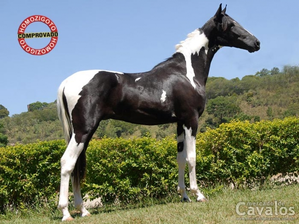 CABARÉ JNP